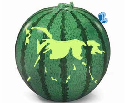 عکس الگوی اسب روی هندوانه