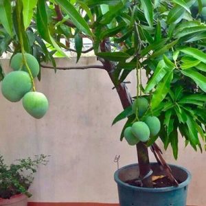 عکس کاشت هسته انبه در خانه