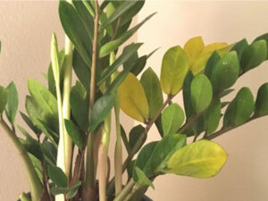 عکس زرد شدن برگ زاموفیلیا