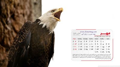 عکس عقاب سر سفید