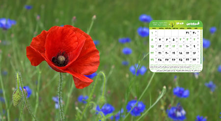 عکس گل شقایق